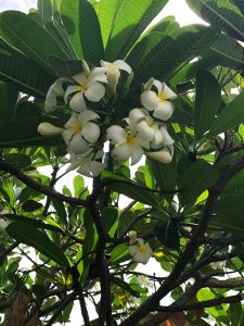  I am moved when I see trees do their best to make flowers, regardless of whether others see them or not.