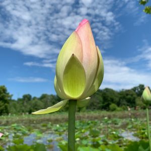 我的心现在很舒适。因为我和同修聊了3个小时对修行的话题，放下了很多我的执着。