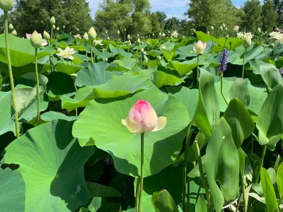 제 마음은 감사합니다. 