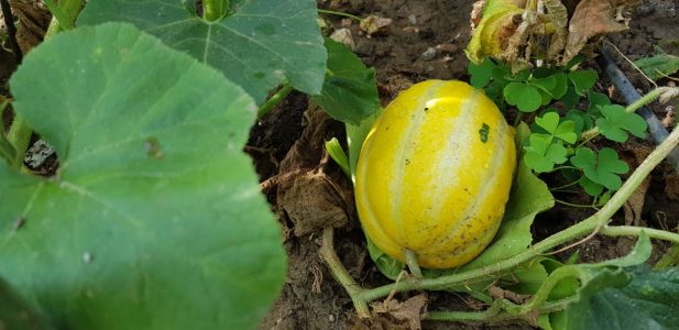 Es ist erstaunlich, dass in unserem Garten eine koreanische Melone wächst.