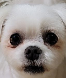 私の気持ちは今晴ればれです。なぜかというと愛犬の長引いた下痢が止まったからです^^