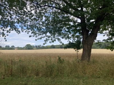 치르르 치르르 풀벌레 소리가 내마음을 편안케 합니다.