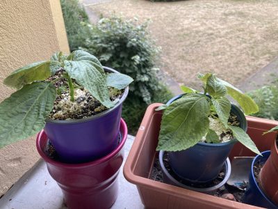 Ich fühle mich nicht schlecht. 