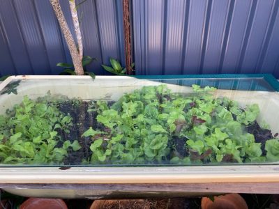 We renovated out main bathroom last year. Now, we reuse the bathtub and the glass door of the shower for growing seedlings. It is winter in Australia now and we have a perfect green house! 