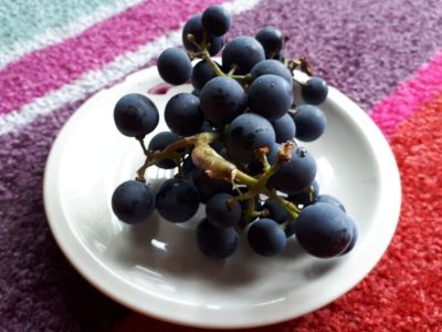 Trotz Dürre und Schädlingen war ich glücklich, Trauben zu ernten.