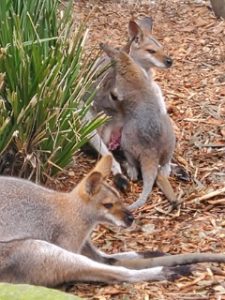 펜데믹 이후로 아이친구들과 공원에 왔습니다. 베이비 왈라비가 너무 귀여워 들뜨는 마음입니다