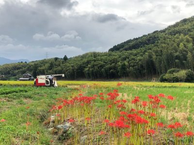 今日は朝から忙しく回り、ほっとしています。写真は数日前の田舎の風景です。安らぎますね。　