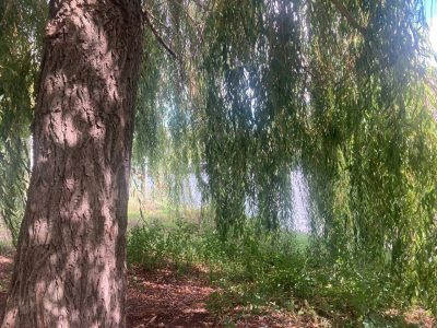 Ich fühlte mich friedlich, als ich heute spazieren ging. 