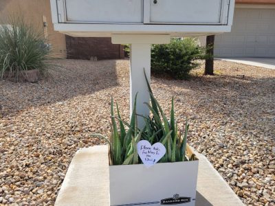 Giving out extra Aloe Vera in the backyard to neighbors