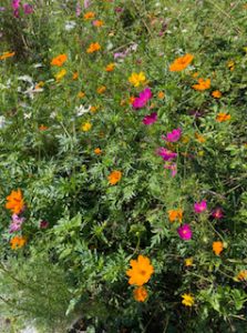夏が過ぎ、吹く風に秋を感じる季節となりました。私の田舎では秋桜が満開です。　✿✿ 大空の青きとばりによりそひて人を思へるこすもすの花（与謝野晶子）✿✿　　いま私の気持ちは穏やかです。