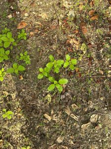 I have dried fresh food waste to make fertilizer in the kitchen garden. Now there are basil herbs growing well