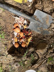 I don’t just throw away food waste, but compost it in the yard. I feel good about it.