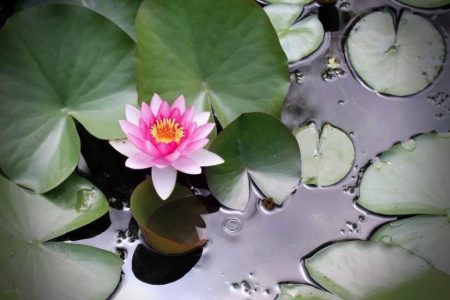 여시아문, 거룩하고 위대하신 부처님의 완벽한 인격중, 한가지라도  닮고   싶습니다, 우리는 모자이크 붓다입니다  