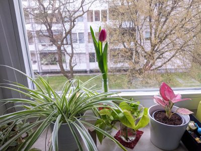 今天阳光明媚，窗户边坐着特别舒服～感谢阳光，感谢温暖的房子