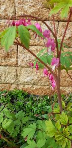 Wie schön, dass diese Blume, Tränendes Herz, bereits blüht. Ich habe das Gefühl, dass der Frühling dieses Jahr früher kommt.