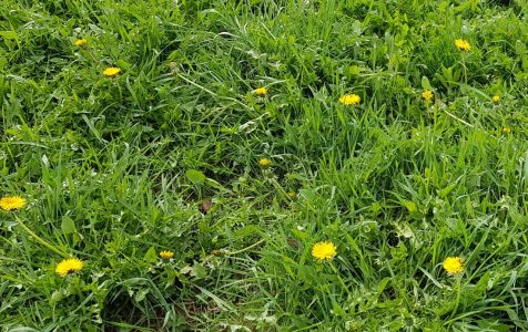 La flor del diente de león simboliza la felicidad y la gratitud. Al ver el diente de león, también siento un corazón agradecido.