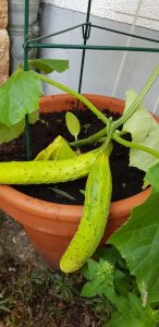 Estoy agradecido por los pepinos que crecieron fuertes y valientes, incluso con solo agua.