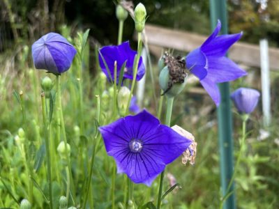 알러지는 심하지만 초록이 물들어가니 한결 기분이 좋습니다. 