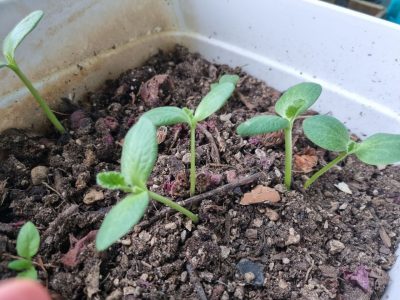 I compost scraped food in planters on my apartment veranda. Recently, I got some volunteer plants!