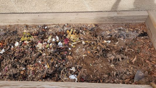 Every day, we recycle food scraps in the backyard compost bed.