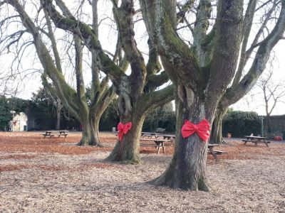 Heute ist der Tag des Baumes. Wir danken ihm, dass er Kohlendioxid aus der Luft bindet und uns mit Sauerstoff versorgt. Er gibt uns Holz und manchmal auch leckere Früchte. Der Tag des Baumes gibt uns Gelegenheit, einen Baum zu umarmen oder zumindest dankbare Gedanken an ihn zu senden.